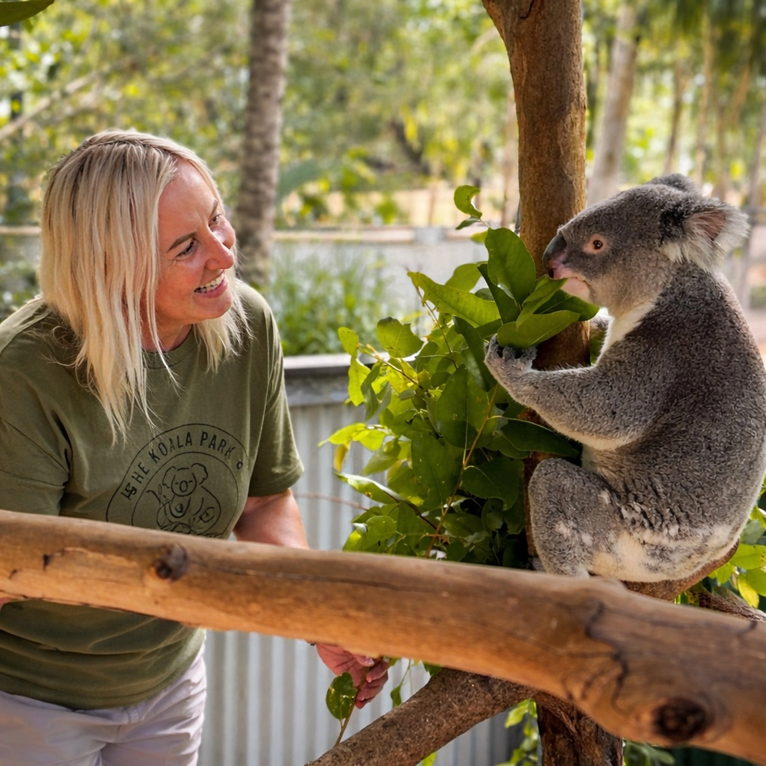 Wild koala in a tree on Magnetic Island