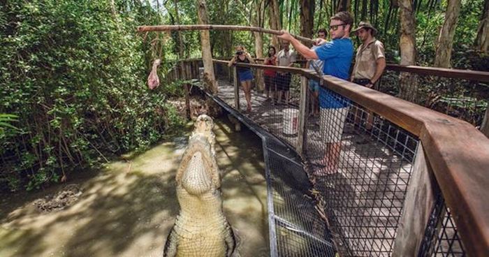Crocodile in tropical wetlands