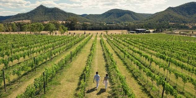 Vineyard rows in the Hunter Valley wine region