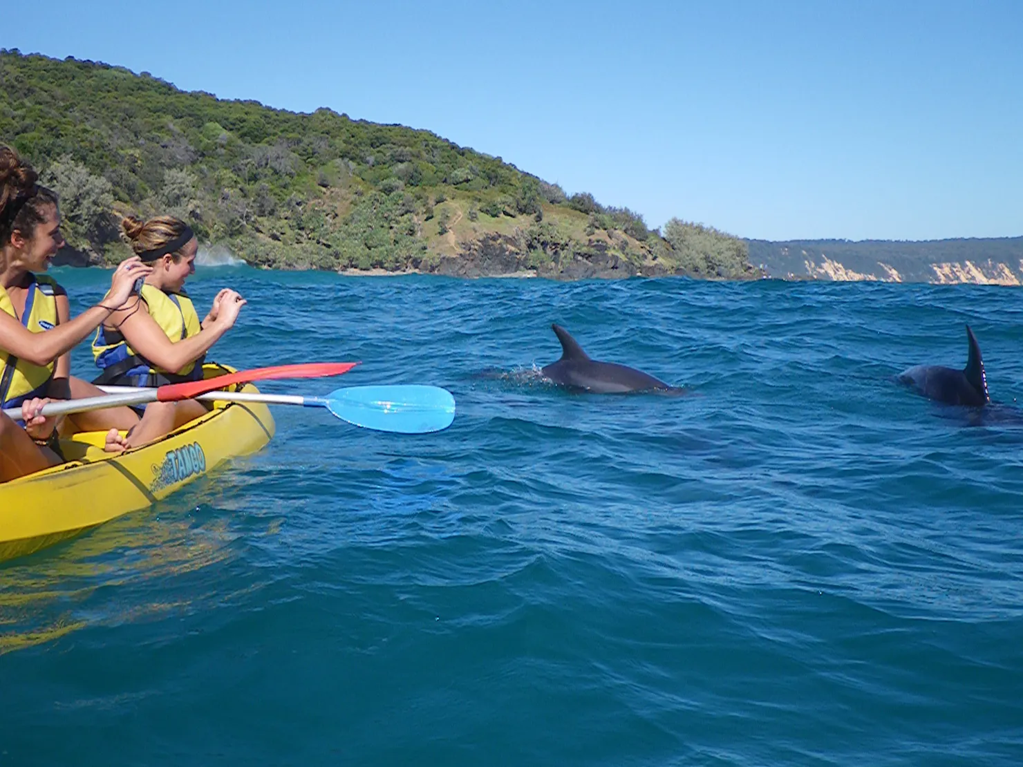 Dolphins in the ocean near Noosa