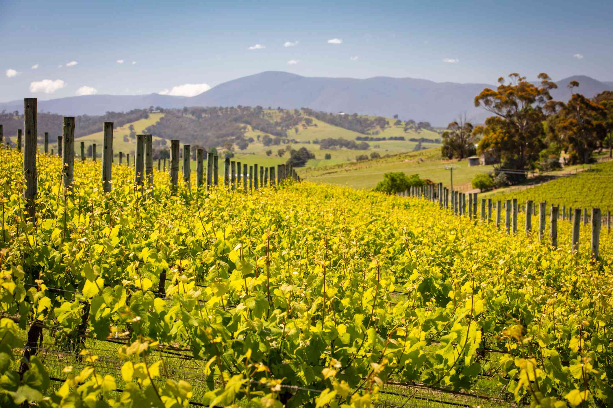 Hot air balloon over the green fields of the Yarra Valley